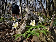53 Bianchi fiori di  Anemone nemorosa (Anemonoides nemorosa) nei boschi ombrosi del versante nord sotto la cima del Canto Alto